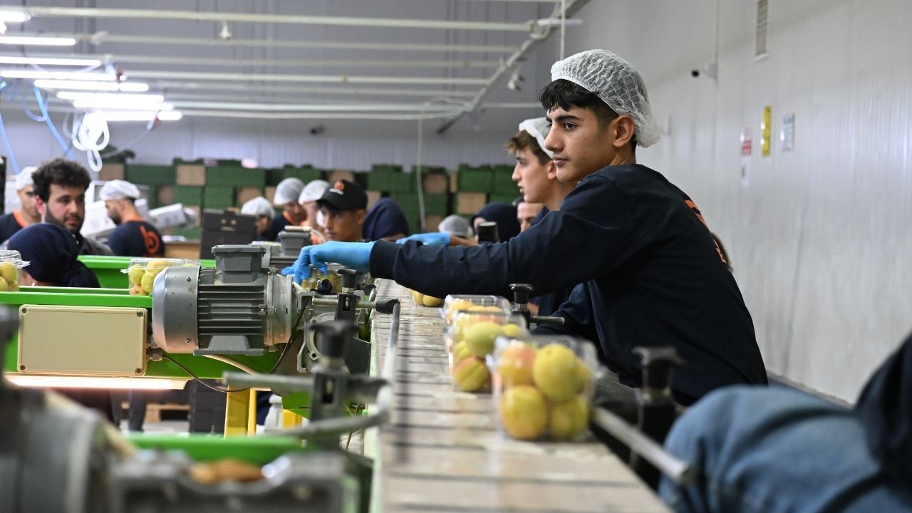 Malatya Kayısısı Dünya Sofralarında Yaş Kayısı Ihracatında Çarklar Abd Ve Uzak Doğu Için Dönüyor! (1)