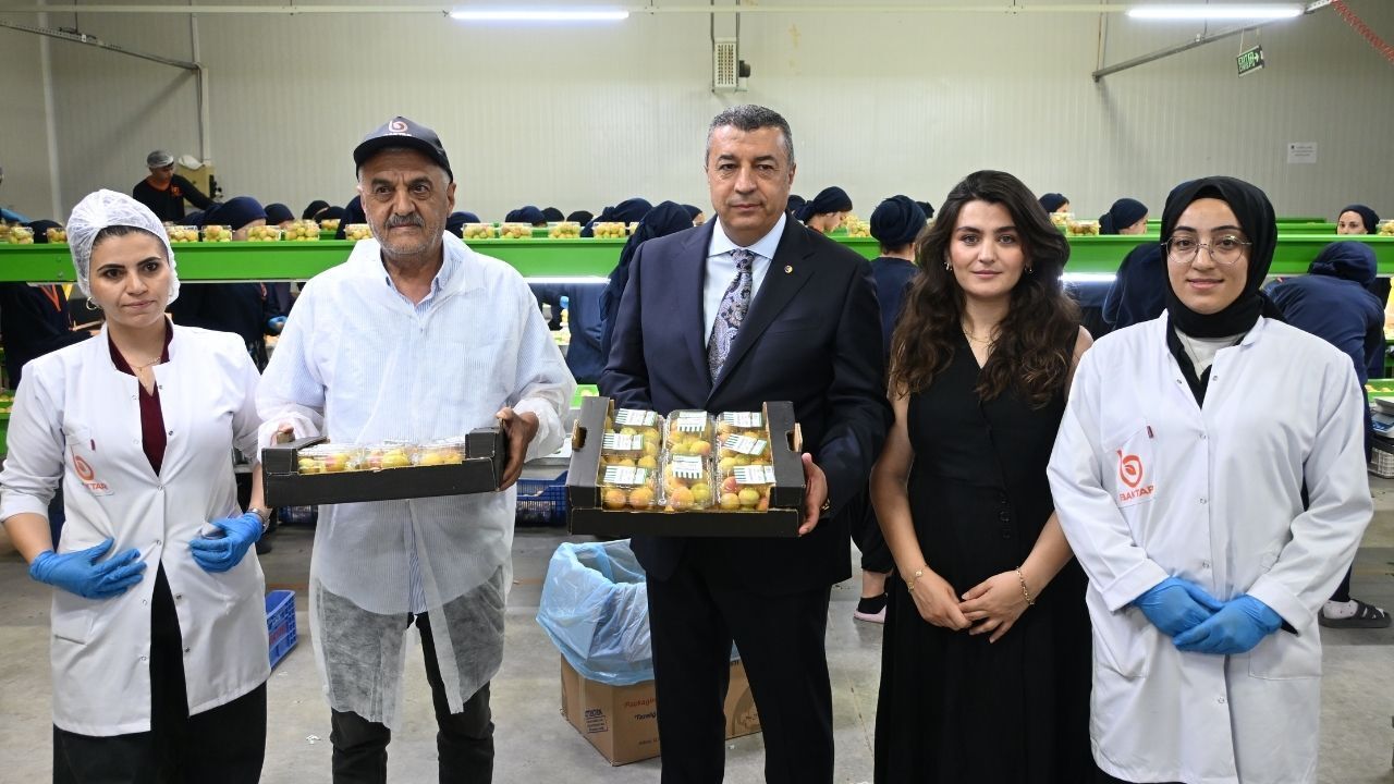 Malatya Kayısısı Dünya Sofralarında Yaş Kayısı Ihracatında Çarklar Abd Ve Uzak Doğu Için Dönüyor! (7)