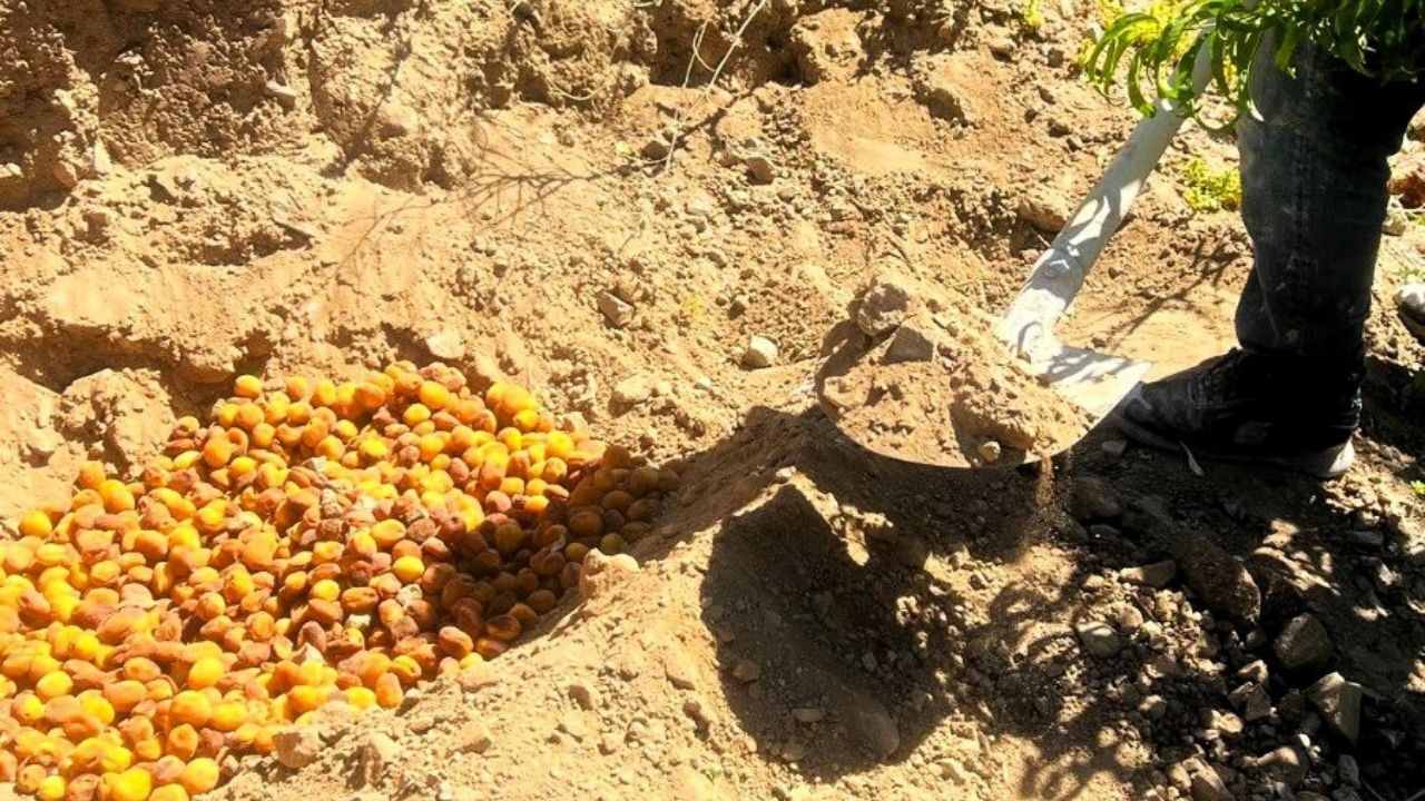 Malatya Kayısısında Sıkı Denetim İlaç Kalıntılı Kayısılar Imha Edildi (1)