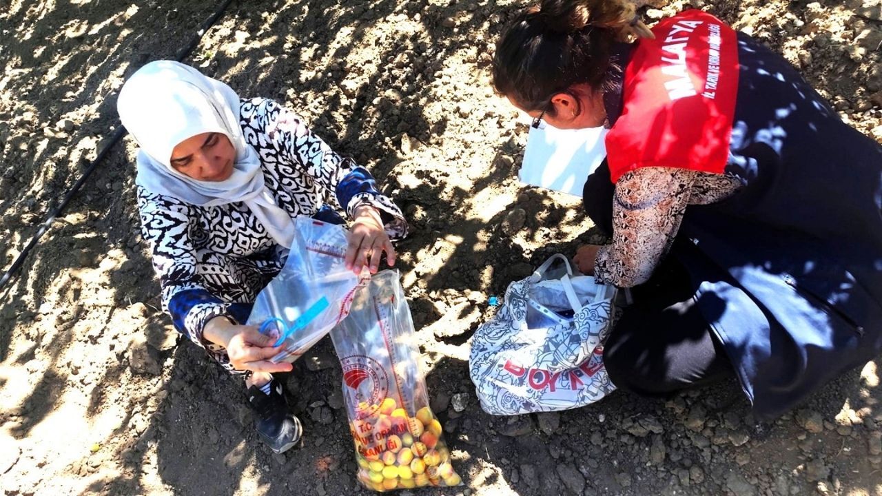 Malatya Kayısısında Sıkı Denetim İlaç Kalıntılı Kayısılar Imha Edildi (4)