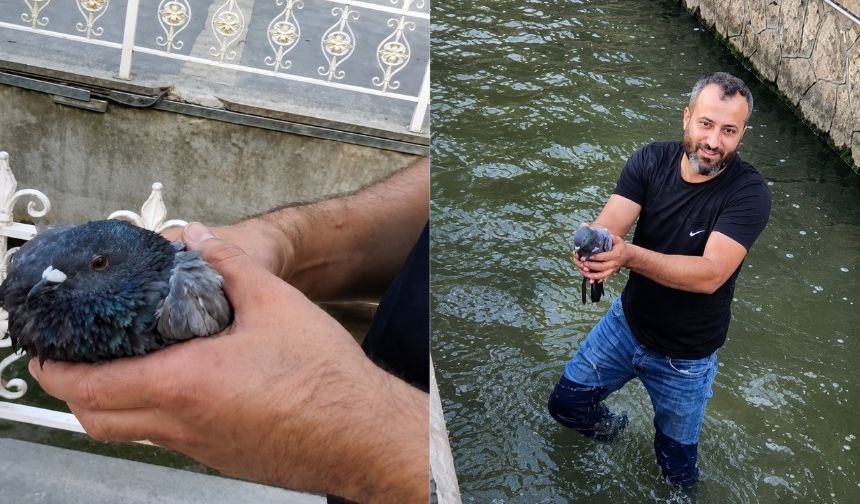 Malatya’da Kanala Düşen Yaralı Güvercin Hayata Tutundu (2)