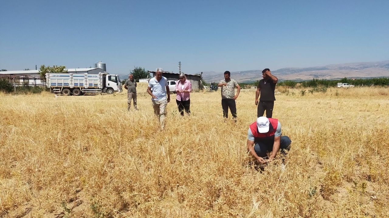 Yeşilyurt’ta Nohut Hasadı Başladı Malatya’da 500 Ton Rekolte Bekleniyor! (3)