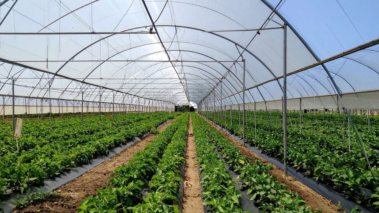 Felaket Yılında Bile Üretim Daha Yüksekti! Malatya’da Neler Oluyor (2) Malatyahaber