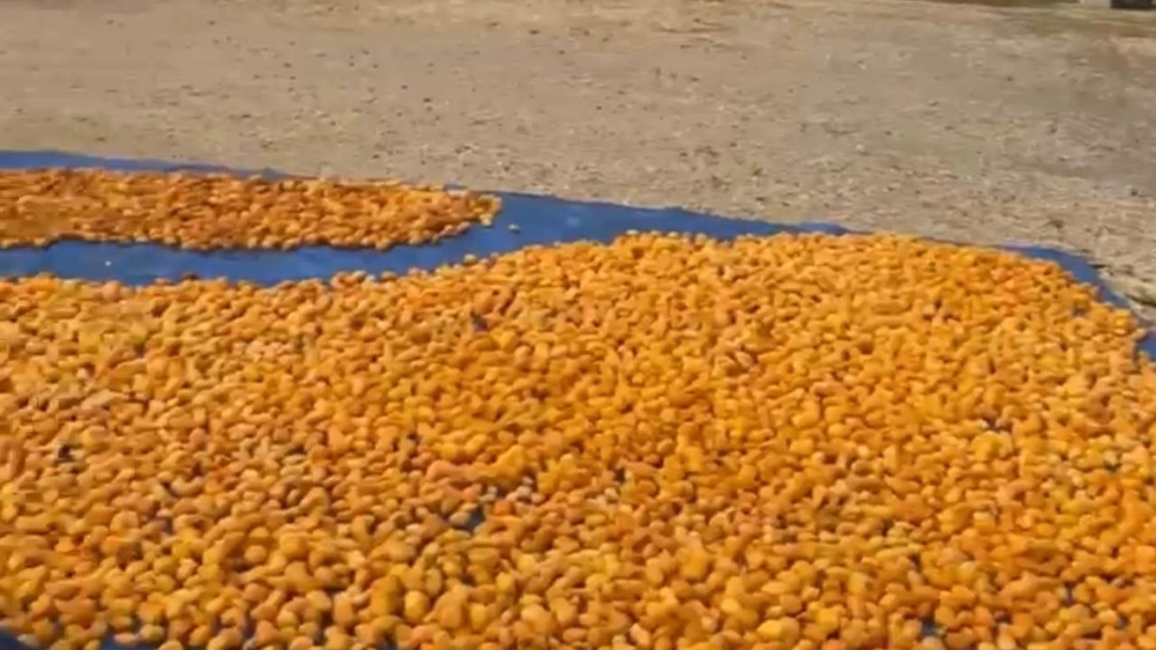 Kayısıda Hüsran! Malatya’da Bir Yıllık Alın Teri Çamura Karıştı (2) Malatyahaber