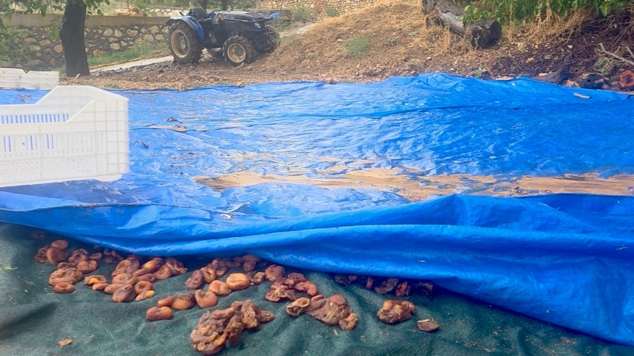 Kayısıda Hüsran! Malatya’da Bir Yıllık Alın Teri Çamura Karıştı (5) Malatyahaber