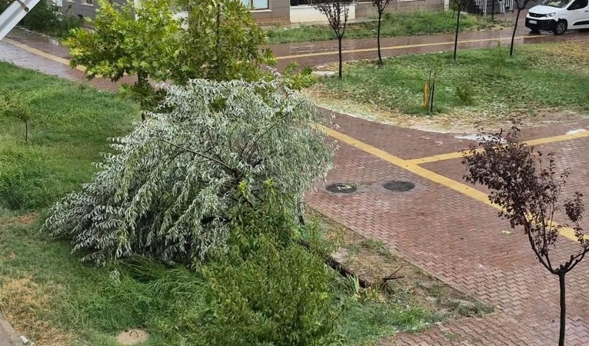 Malatya’da Bir Anda Bastırdı! Ağaçlar Devrildi, Camlar Kırıldı (3)