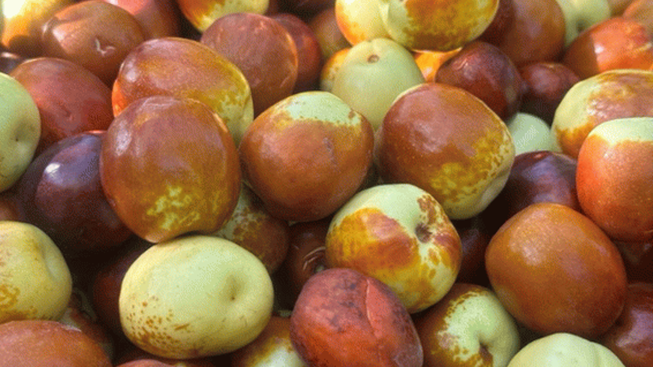 Şifa kaynağı Hünnap