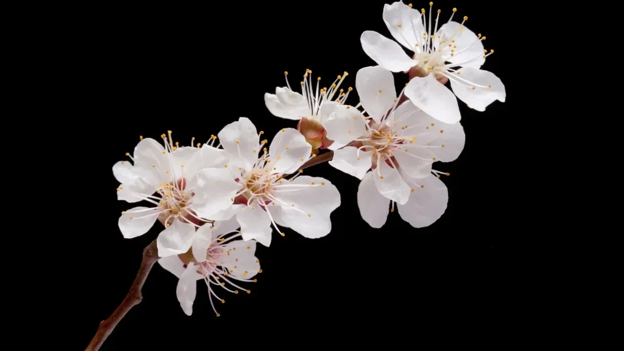 Tehlike çanları Malatya kayısısı için çalıyor! 15 yıldır 7 gün erken çiçek açıyor