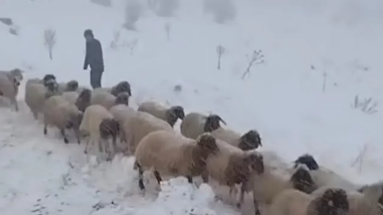 Dağda mahsur kalan çobanlar ve 800 küçükbaş kurtarıldı