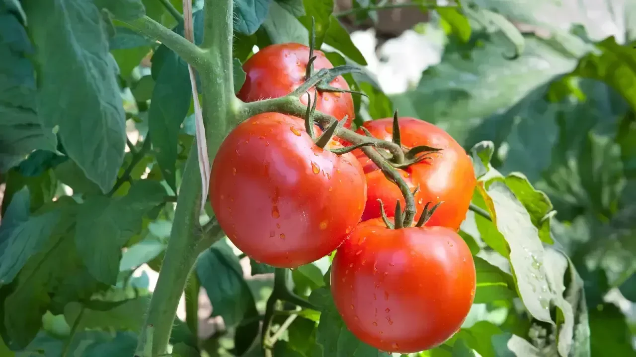 Domatesin ömrünü uzatan yöntem ortaya çıktı: Bu hatayı yapmayın!