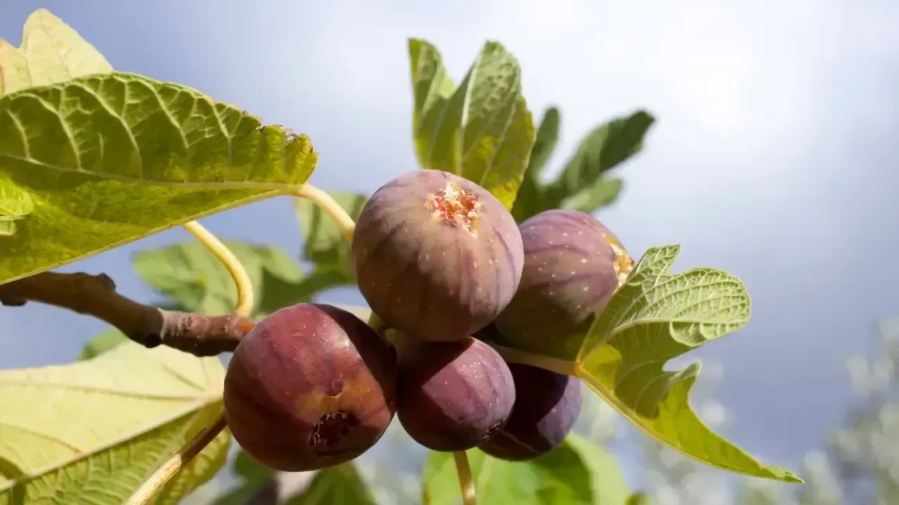 “Dünyanın En İyi 7 İnciri” listesi açıklandı: Zirve Türkiye’nin