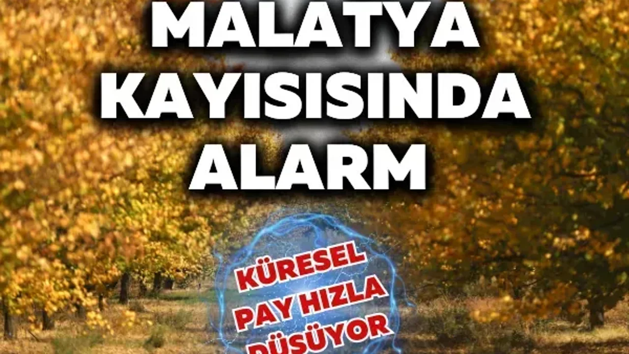 Malatya kayısısında alarm: Küresel pay hızla düşüyor