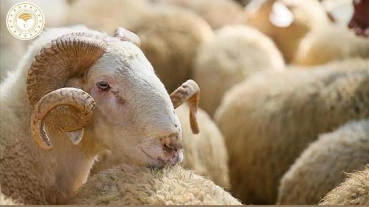 Malatya'da Kurban Bayramı için yeni kurallar devrede: Resmi rehber yayımlandı