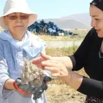 Dünyanın en değerli baharatı safran soğanlarının hasadı başladı