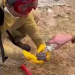 Alevlerden kurtulan kirpiye ilk yardım orman işçilerinden