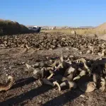Sivas bıçağı için koçboynuzları kurutuluyor