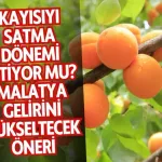 Kayısıyı satma dönemi bitiyor mu? Malatya gelirini yükseltecek öneri