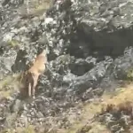 Malatya'da kimsenin beklemediği manzara: Kara yolunda görüntülendiler