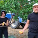 Kahramanmaraş’ta susuz tarımla kayısı mucizesi