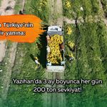 Tarladan Türkiye’nin dört bir yanına: Yazıhan’da 3 ay boyunca her gün 200 ton sevkiyat!