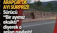 Arapgir’de ayı sürprizi! Sürücü “Bir ayımız eksikti” diyerek o anları paylaştı!