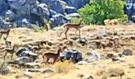 Akçadağ’ın davetsiz misafirleri kameraya yakalandı!