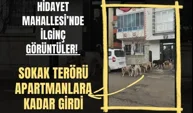 Hidayet Mahallesi’nde ilginç görüntüler! Sokak terörü apartmanlara kadar girdi