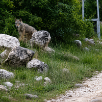 Yaşam