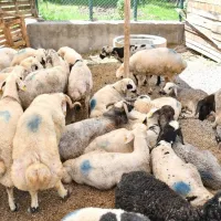 Yaşam