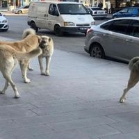 Yaşam