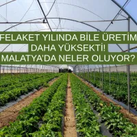 Malatya