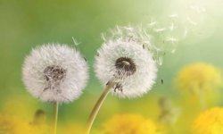 Bahar alerjisine karşı 8 etkili yöntem!