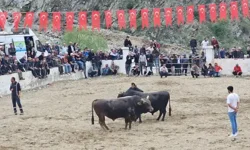 Boğalar sahada sahipleri dışarıda birbirine girdi