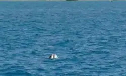 Nesli tükenmek üzere olan Akdeniz foku görüldü