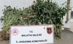 Malatya’da uyuşturucuya darbe: Binlerce kök haşhaş ele geçirildi