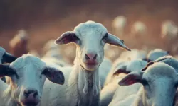Kurban kesim vakitleri 2025: Kurban kesim vakti ne zaman başlar ve biter?