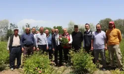 Sivas’ta şakayık hasadı başladı