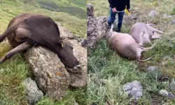 Hakkari'de 3 inek telef oldu