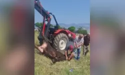 Sivas’ta kurbanlık tosun sahiplerinin elinden kaçtı, ekipler müdahale etti