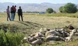 Muş’ta sürünün dağılmasıyla 150 koyun telef oldu
