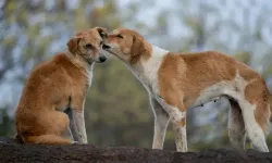 5 ilçede çalışmalara başlandı! Malatya’da başıboş köpekler ne olacak? 