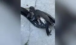 Malatya’da süs havuzuna düşen yaralı leylek kurtarıldı