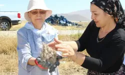 Dünyanın en değerli baharatı safran soğanlarının hasadı başladı