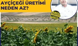 Malatya’da yağlık ayçiçeği üretimi neden az?