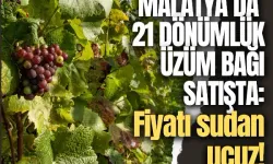 Malatya’da 21 dönümlük üzüm bağı satışta: Fiyatı sudan ucuz!