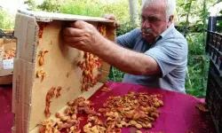 Kayısı rotayı değiştirdi: Malatya’da yaprak bile yandı, Van’da kilosu 300 TL! 