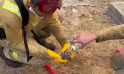 Alevlerden kurtulan kirpiye ilk yardım orman işçilerinden