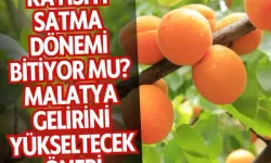 Kayısıyı satma dönemi bitiyor mu? Malatya gelirini yükseltecek öneri