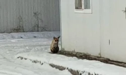 İkizce Konteyner Kent’te tilki görüntülendi