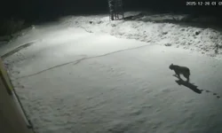 Nesli tükenme tehlikesi altında olan o hayvan Hekimhan’da görüldü